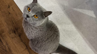 Доктор ветеринарных наук раскрыл, как кормить кошку летом