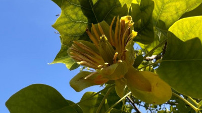 В Ботаническом саду зацвело Тюльпановое дерево