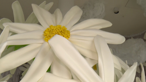 Миллион ромашек