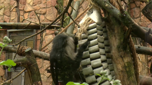 Изменения в обезьяньем семействе