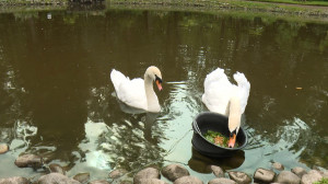 Трёхразовое питание с расчётом БЖУ: почему не надо чем попало кормить лебедей в парках Петергофа