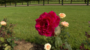 Миллион алых, а также кремовых, розовых и меняющих оттенок роз в парках Петергофа