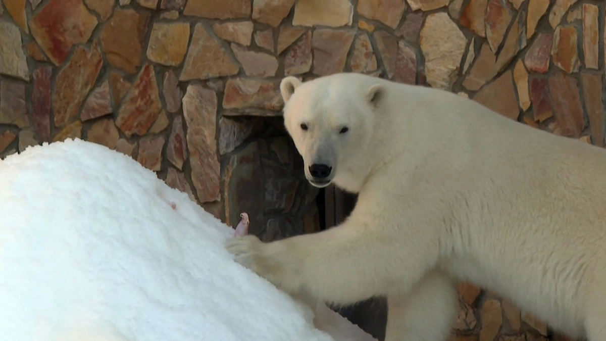 Ленинградский зоопарк будет закрыт для посетителей 9 февраля - tvspb.ru