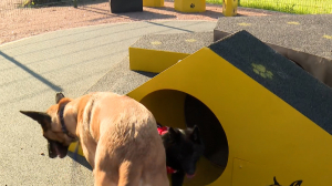 И подкачаться, и пообщаться: новая классно оборудованная площадка для выгула собак появилась в Московском районе