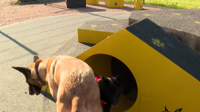 Новая площадка для выгула собак появилась в Московском районе