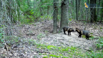 Дети выросли, еды вдоволь, лето: Как живут жизнь енотовидные собаки в Ленобласти