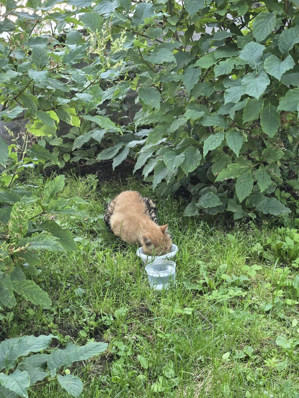 Операция «Спасение хвостатого»: бригада «Водоканала» вызволила кота из люка на Петроградской набережной - tvspb.ru