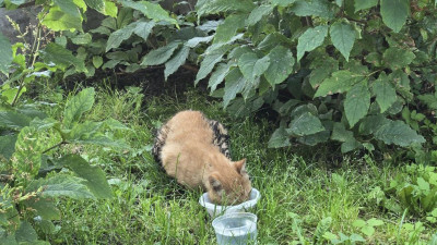 Операция «Спасение хвостатого»: бригада «Водоканала» вызволила кота из люка на Петроградской набережной