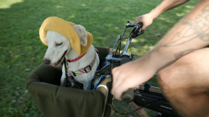 Делать добро — это просто и радостно: новые звёзды соцсетей блогер Антон Скромный и его собака Луна