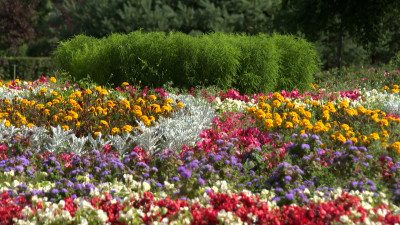 Петунии, бархатцы и циннии: Какие необычные цветочные композиции появились в городе