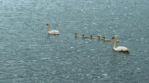 Пернатое семейство на отдыхе, многодетная ежиха и лиса, которая идёт своим путём — свежие лесные новости от Павла Глазкова