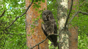 Совята учатся летать, пылевая ванна для глухаря и тренировка лосёнка — свежие лесные новости о Павла Глазкова