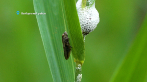 Кто наплевал на травинку, о чём беседовали лиса и лосёнок при встрече на полянке и почему змеи стали звёздами соцсетей — свежие лесные новости от Павла Глазкова