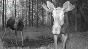 Поединок мохнорогих лосей, поход кабана на кладбище и икающая белка-обжорка — свежие лесные новости в юбилейном выпуске Павла Глазкова