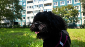 Звёздный гав: Витя и Митя — два комочка антистресса Сергея Рогожина в борьбе за звание «Царя горы»