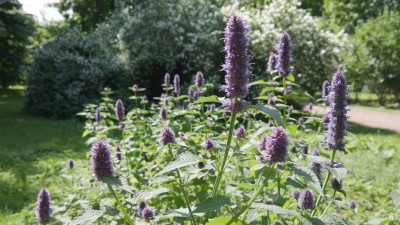 Лекарства — на грядках: как в Петербурге продолжают традицию аптекарских огородов