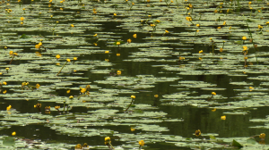 Экскурсия «Цветы на воде» в Павловске. Все тайны флоры и фауны парковых прудов