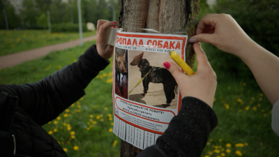 Как не потерять питомца на прогулке