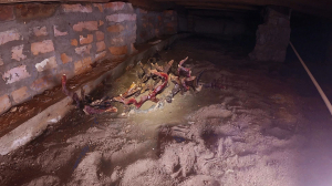 В подвале частного дома в Вырице вырос краснокнижный гриб