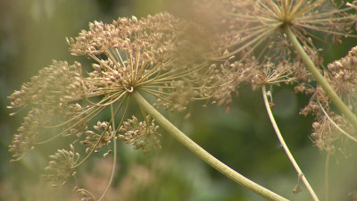 В Петербурге искусственный интеллект начал охоту на борщевик