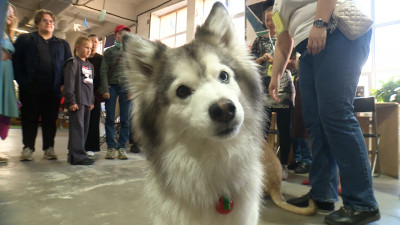 Как проходит фестиваль «Люди и Лапы» в Петербурге