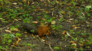 Дикие выходные с Павлом Глазковым. Памятник природы «Елагин остров»