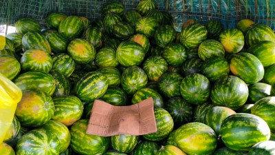 В Петербурге прикрыли еще одну незаконную точку продажи арбузов и дынь