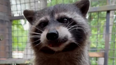 Енот Фунтик наслаждается сочным арбузом