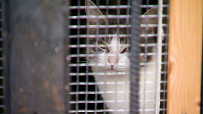 Александр Беглов: Приют для бездомных кошек «Новый Дом» получит новое помещение на условиях льготной аренды, как социально значимая НКО