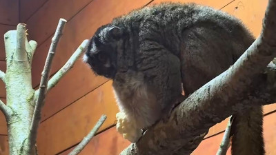 Ленивцы, пака и дурукули переехали в новый просторный вольер