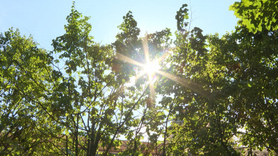 Жара покинет Петербург уже 6 августа