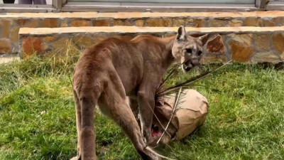 Грациозной пуме Синди из Ленинградского зоопарка исполнилось 14 лет