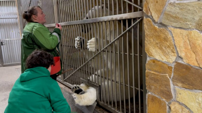 Общий сбор поклонников белой медведицы — Хаарчаана провела тренинг