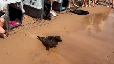 В Ладожское озеро выпустили трех маленьких нерп, спасенных в Петербурге и Ленобласти