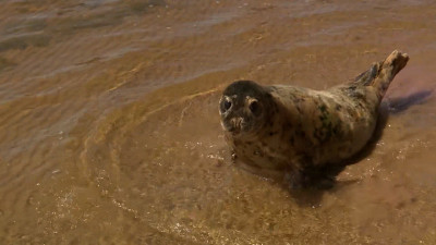 Александр Беглов: Сезон 2025 года стал для Петербурга рекордным по реабилитации ластоногих – спасено 39 краснокнижных животных