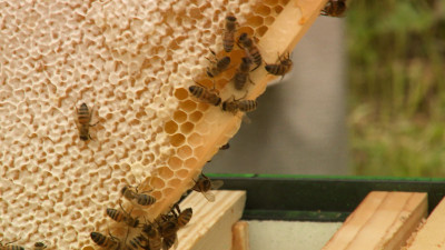 Мёд в музее: Как в Гатчине завели пчёл, и что из этого вышло