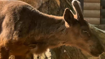В Ленинградском зоопарке родились северные оленята
