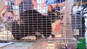 Движение «Кошкиспас». Кто и как помогает попавшим в беду животным