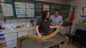 Экзотические животные на приеме у ветеринарного врача