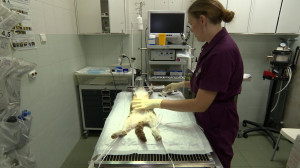 Кастрация безнадзорных животных в Санкт-Петербурге