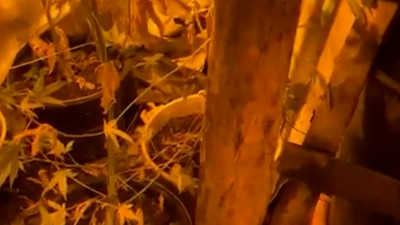 В лесу под Петербургом нашлась землянка с наркоплантацией внутри: «агрономов» задержали