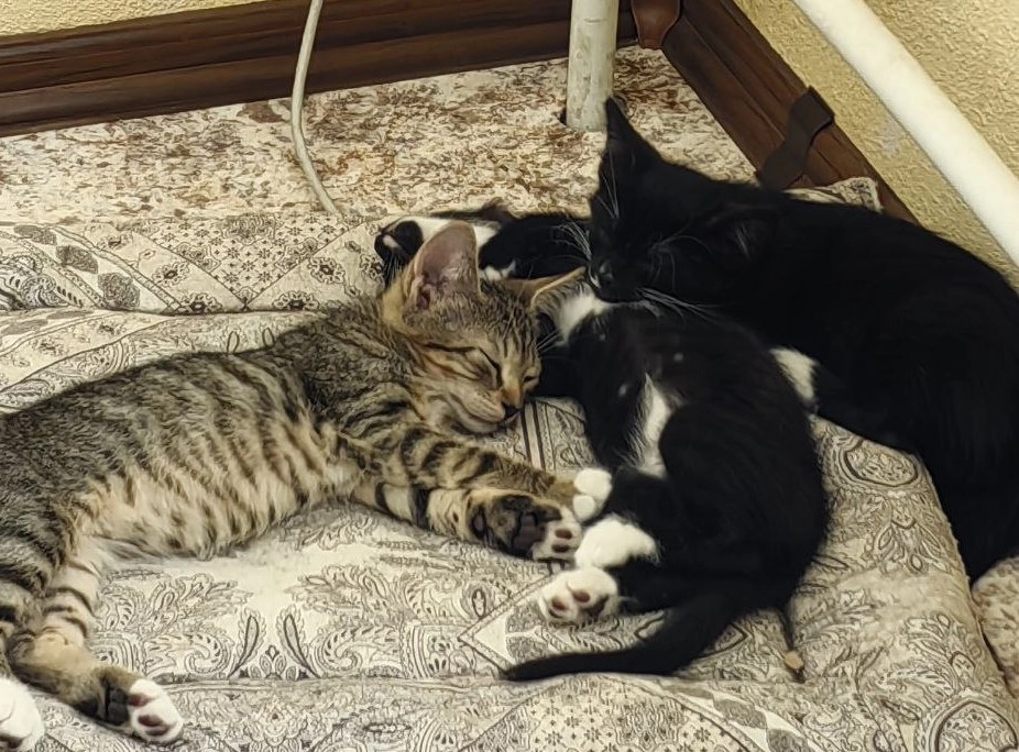 В Петербурге ищут хозяев для семи котят, найденных на заводе «Обухово» - tvspb.ru