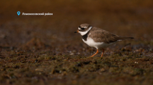 Затянувшаяся остановка галстучника, предспячечный ремонт норы у барсука и кроватка для кабанчиков — свежие лесные новости от Павла Глазкова