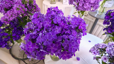 В Ботаническом саду Петра Великого открылась выставка флоксов