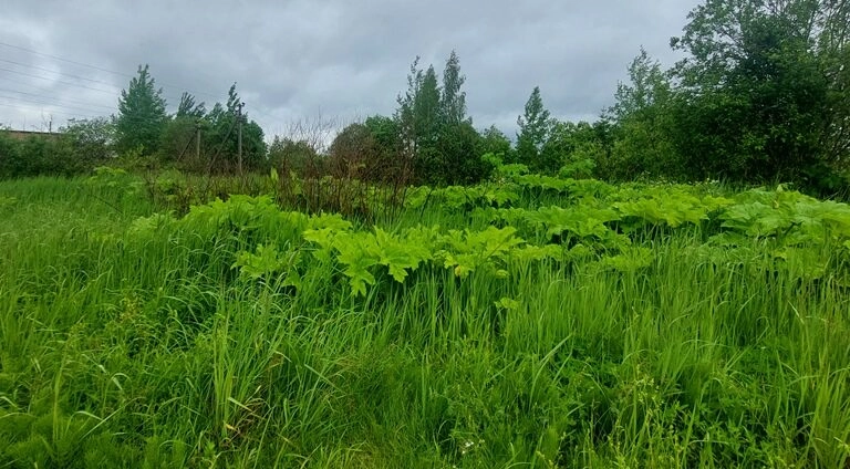 Собственник земли в Ленобласти заплатит 100 тыс. рублей за неиспользование сельхозугодий по назначению - tvspb.ru