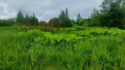 Собственник земли в Ленобласти заплатит 100 тыс. рублей за неиспользование сельхозугодий по назначению