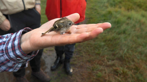 Царство птиц. Один день из жизни Ладожской орнитологической станции