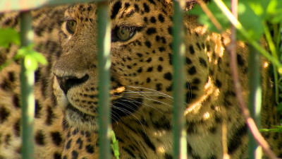 Россиянам запретят держать дома более 120 видов диких животных