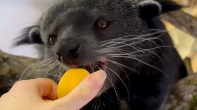 Бинтуронг Тоши расправляется с абрикосом