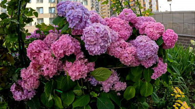 Клумбы, палисадники и цветники: петербургские садоводы поделились секретами мастерства